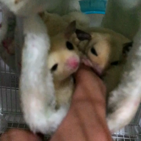 フクロモモンガを飼育する、必要な物の画像