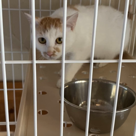 私は強いのよ！！の画像