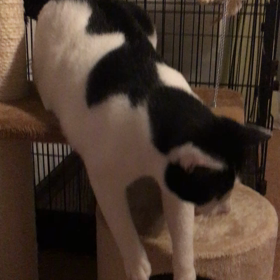 アタックナンバーワンの画像