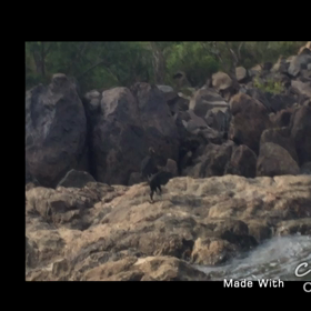 弱肉強食の画像