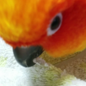 ムカ着火ファイヤー。の画像