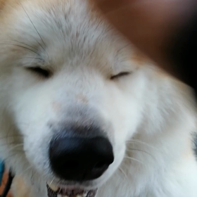 いろんな匂いが気になるお年頃？未来丸は今朝も興味津々‼️わき道に逸れて宮西公園経由の朝散歩。広野の画像