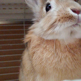 今日も  もしゃもしゃの画像