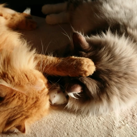 ほっこりの画像