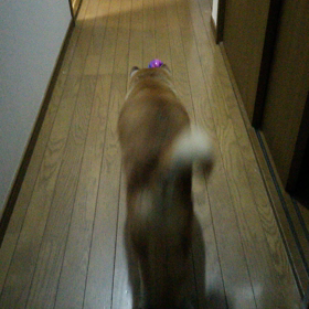 おニューのボールの画像