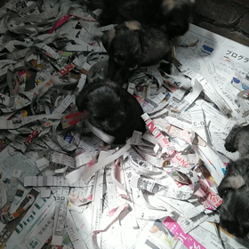 ミニチュアシュナウザーの子犬の画像