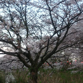 まだまだ桜！の画像
