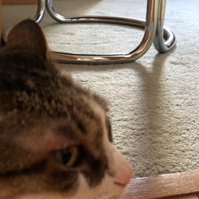 目白押し花火大会を一挙にみましたーにゃんず動画。の画像