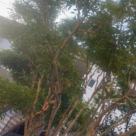 庭から鶯の声がほーほけきょ♪の画像