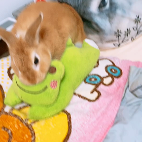 久しぶりのフリフリの画像