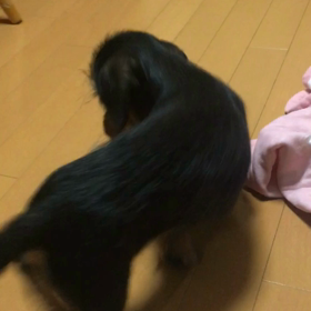 初めてのオモチャの画像