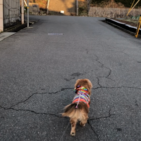 お散歩 まだ寒いよの画像