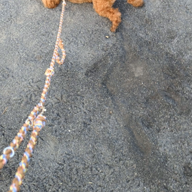 1番好きなワンコシーン撮れた＼(^o^)／の画像