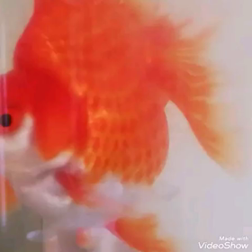 カイちゃんのアクビ(金魚☆飯田琉金☆動画)の画像