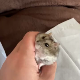 本気で喧嘩みたいなことにもなる。の画像