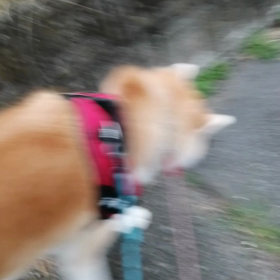 今朝は、さあ出発の時点で死んだようにゴロ寝、動かず。1時間くらい待ってようやく朝散歩出発しましたの画像