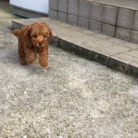 トイプードルの男の子  動画《売約済み》の画像