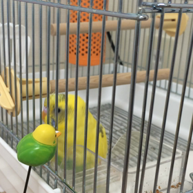 恋多き春到来の画像