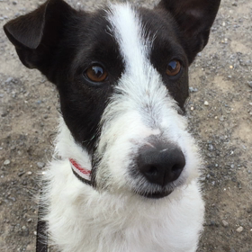 小鉄のレトリーブの画像