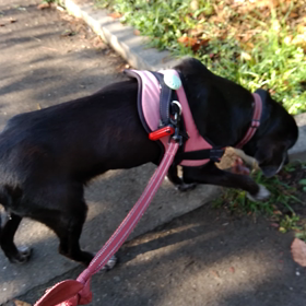 元気になってきましたあの画像