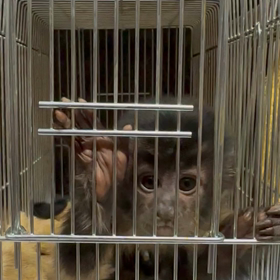 フサオマキザル　ベビー君の画像