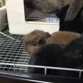 びびちゃんベビー　わらわらの画像