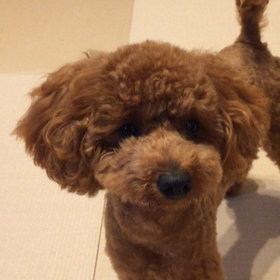 トゲトゲの画像