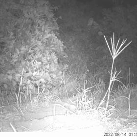 すぎぴたんの事件簿シーズン3　27話（タヌキ！タヌキ！）の画像