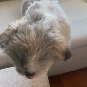 シジュウカラ　第6話から最終話の画像