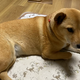 今日の小雪の画像