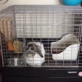 遊んでー！！の画像