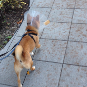 2015年9月20日の画像