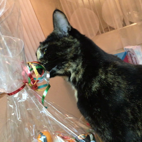 ルビーちゃんリボンを食べるの画像