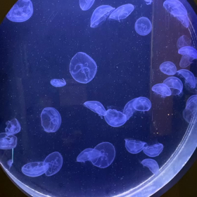 人のせいの画像