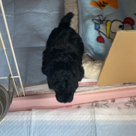 めんめんbaby 動画の画像