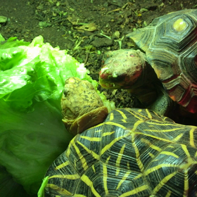 リクガメ達のご飯Time❤の画像