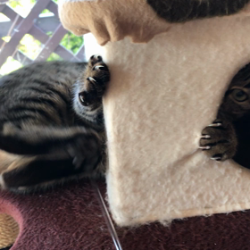 マイブームの画像