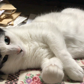 一緒にごろごろ〰の画像