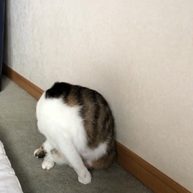 暇だと整理整頓したくなる。このにゃんずどうしたらいいのか？の画像