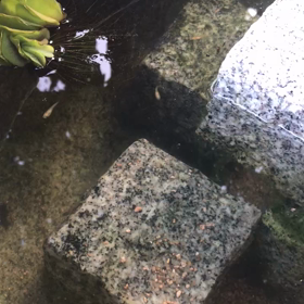 メダカの悪い話と  いい話の画像