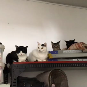 なーになーに！棚の上に勢揃い！の画像