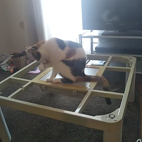 暑くなりましたーの画像