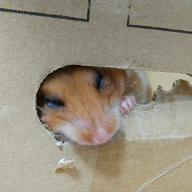 工事中のハムスター♡の画像