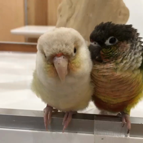 ウロコインコの画像