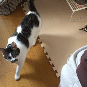 伝わらない飼い主の画像