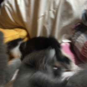 俺、親猫になる 90の画像