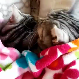 景虎と鈿女の画像