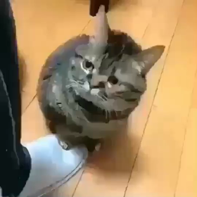 猫ちゃんの画像