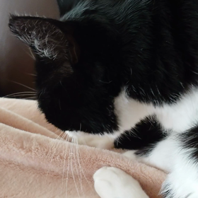 ふみふみゴロゴロの画像