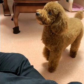 【お手】練習中です。の画像